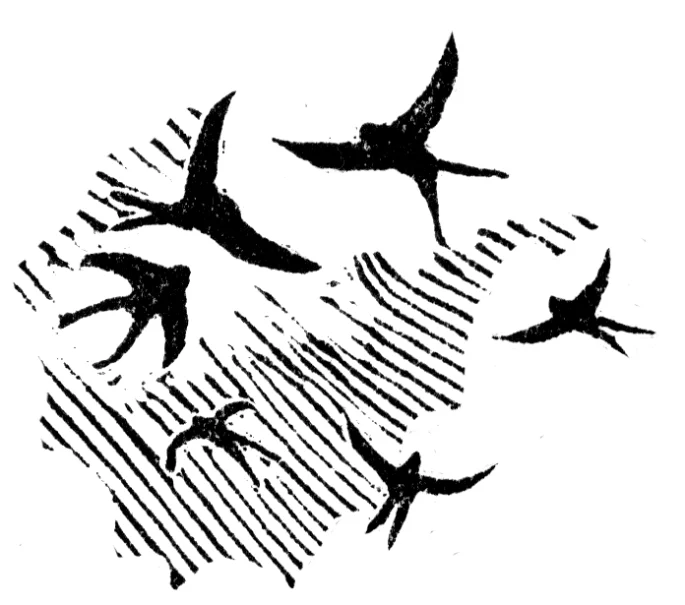motif of swallows circling by illustrator Robin Mackenzie