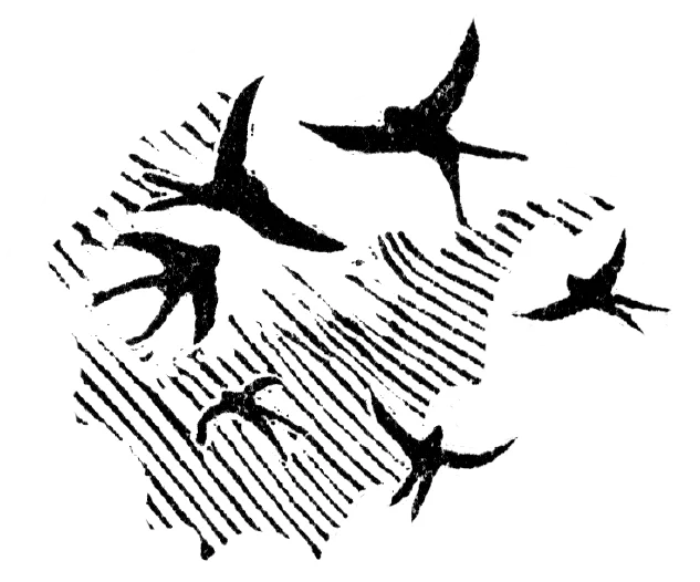 Morpurgo swallows